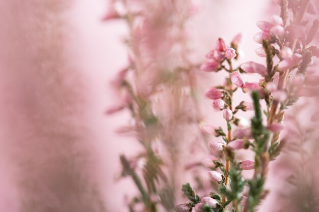 Hermoso fondo de flores de brezo rosa para bodas o saludos de amor