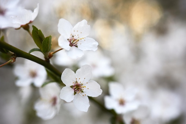 Hermoso fondo de flores de ciruelo silvestre cerrar el enfoque de punto único macro