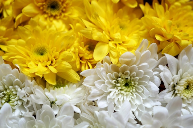 Hermoso fondo de flores de crisantemo amarillo y blanco.