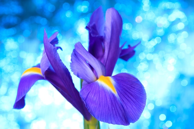 Hermoso fondo de flores de iris azul