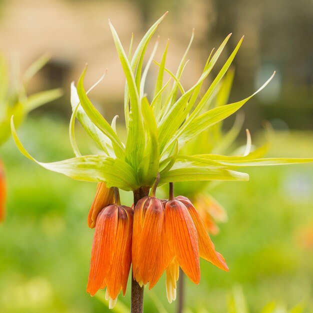 Foto un hermoso fondo de flores