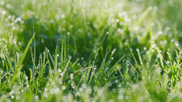 hermoso fondo de hierba verde fresca y húmeda hierba de primavera verde fresca con gotas de rocío