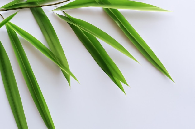 Hermoso fondo de hoja de Pandan con papel blanco Una combinación refrescante y serena