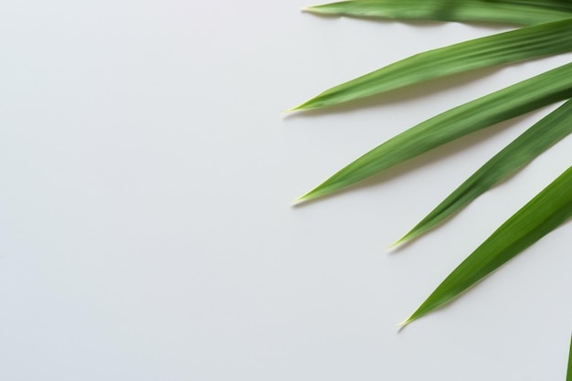 Hermoso fondo de hoja de Pandan con papel blanco Una combinación refrescante y serena