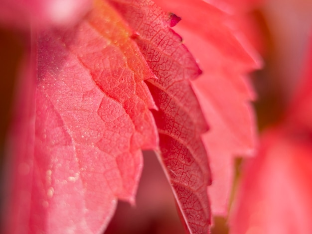 Hermoso fondo de hoja roja con bokeh perfecto para diseño con espacio para texto.