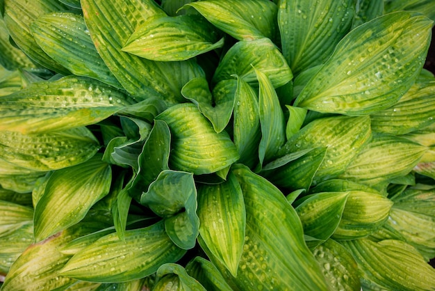 Hermoso fondo de hoja verde Tono vintage