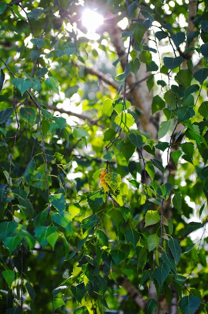 Hermoso fondo de hojas de abedul verde