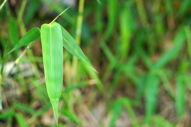 Hermoso fondo de hojas de bambú verde