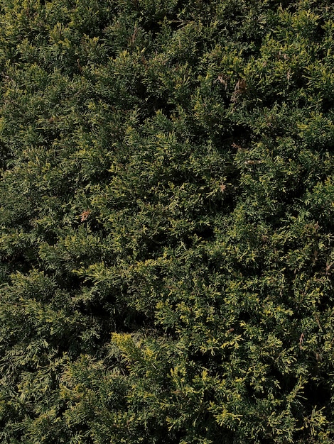 Hermoso fondo de hojas de pino verde