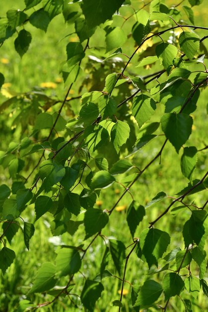 Hermoso fondo con hojas verdes jóvenes Ramas de los árboles en primavera