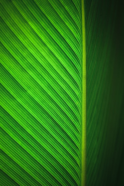 Hermoso fondo de hojas verdes y papel tapiz.