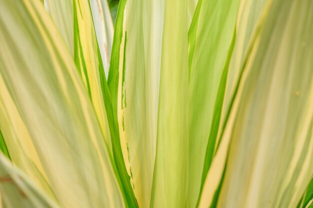 Hermoso fondo de hojas verdes tropicales