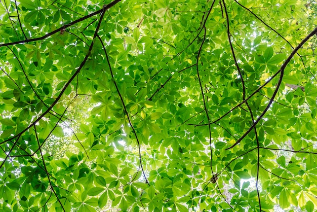 Foto hermoso fondo de hojas verdes