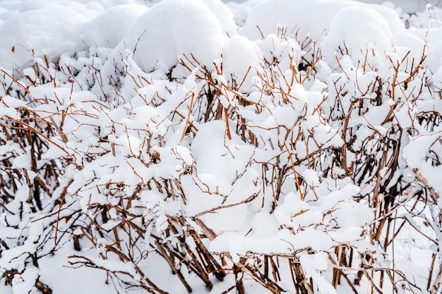 Hermoso fondo de invierno con muchas ramas cubiertas de nieve en el bosque Patrón natural