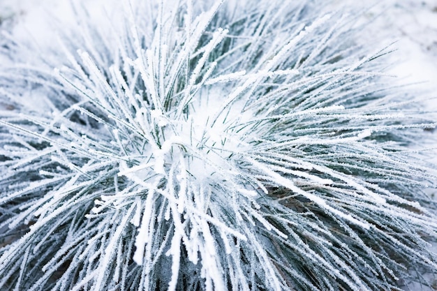 Un hermoso fondo de invierno en la naturaleza en el parque de viajes