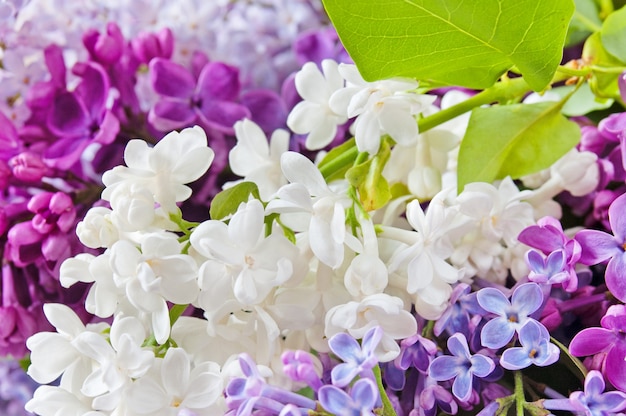 Hermoso fondo lila blanco y violeta