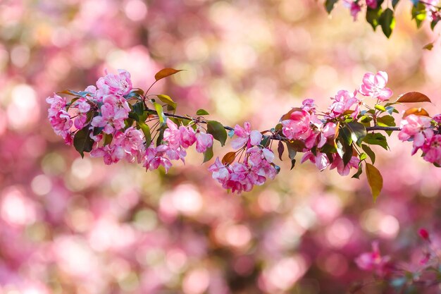 Hermoso fondo de manantiales con rama floreciente de cerezo rosa