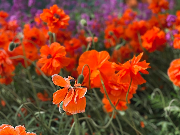 Hermoso fondo natural, un claro de amapolas y una flor de amapola con enfoque selectivo.