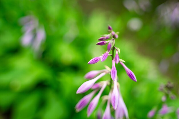 Hermoso fondo natural con flores de color púrpura