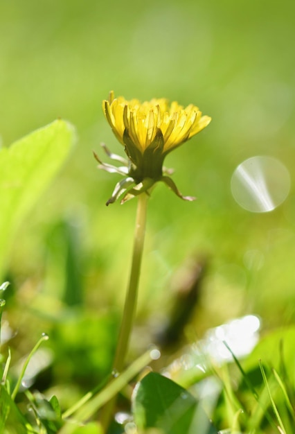 Foto hermoso fondo natural de hierba verde y flor de diente de león con sol concepto estacional de primavera para la primavera y la mañana en la naturaleza