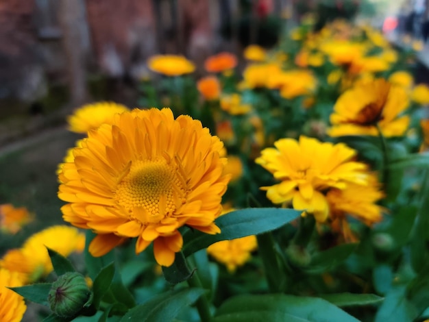 Hermoso fondo natural de primavera con flores de cosmos amarillas en la hierba contra la mañana del amanecer. Flo