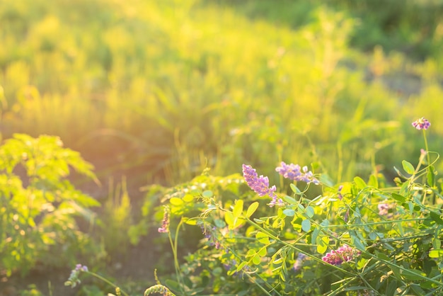 Hermoso fondo natural de verano con flores silvestres de color púrpura en la hierba verde en un día soleado Concepto de vida natural de la ecología de la primavera Prado salvaje en el día de verano de cerca con enfoque selectivo