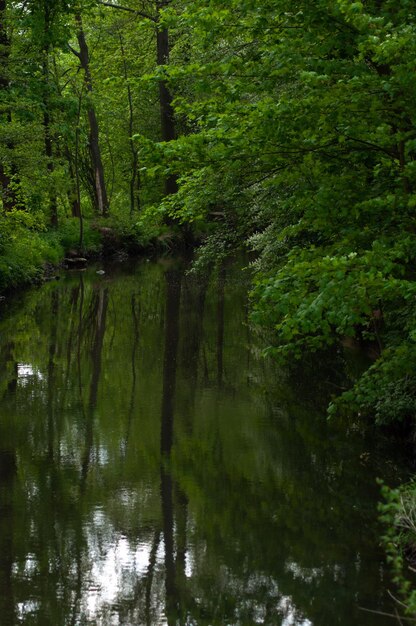 Hermoso fondo natural verde