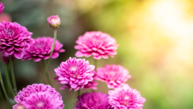 El hermoso fondo de naturaleza de flores de amapolas rojas