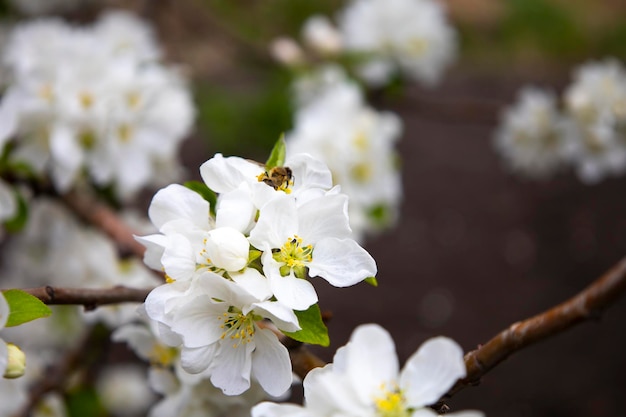 Hermoso fondo de naturaleza primaveral con flores Manzano cerrar enfoque suave Rama con blanco