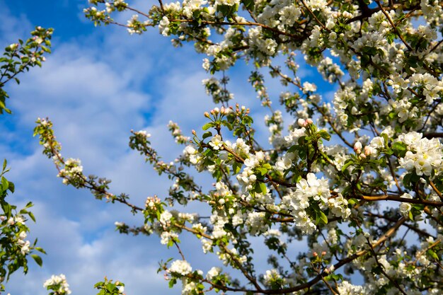 Hermoso fondo de naturaleza primaveral con flores Manzano cerrar enfoque suave Rama con blanco