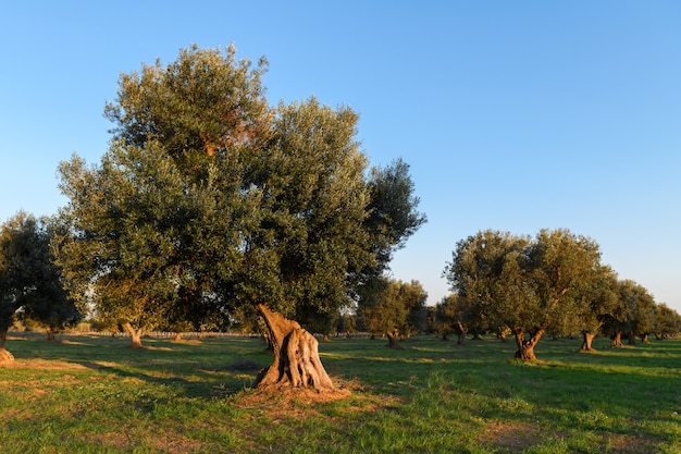 Hermoso fondo de olivos de Salento, Puglia