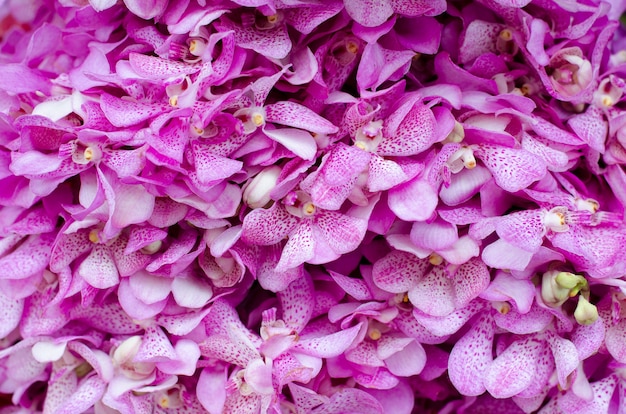 Hermoso fondo de orquídea rosa