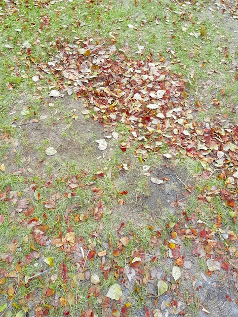 Hermoso fondo otoñal de hojas amarillas y doradas caídas sobre la hierba verde, principios de otoño, marco vertical