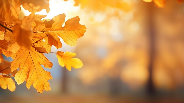 hermoso fondo de otoño con hojas amarillas de otoño de roble en el parque de otoño