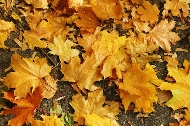 Hermoso fondo de otoño con hojas de arce