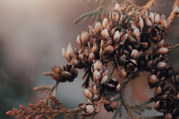 Hermoso fondo de otoño Ramas secas de thuja Conos de coníferas Plantas de tendencias secas