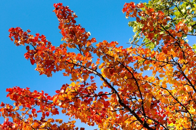 Hermoso fondo de otoño - taza de té en las manos de la niña y biscotti, hojas de otoño