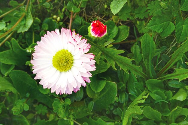 Hermoso fondo panorámico de naturaleza de verano con un primer plano de flor de margarita Una flor de margarita blanca crece en un prado verde Desenfoque