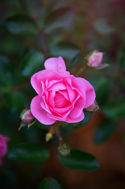 Foto hermoso fondo de pantalla de flores para pc o teléfono