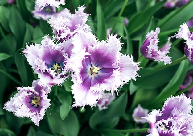 hermoso fondo de pantalla de tulipanes en flor Holanda Países Bajos