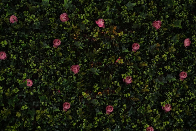 Hermoso fondo de pared de hojas verdes y flores rosas