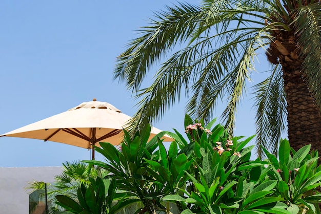 Hermoso fondo de playa para viajes de verano con palmera datilera verde y playa de sombrilla contra el cielo azul con espacio de copia plantilla de diseño creativo de verano Sombrilla de sombrilla de rama de árbol y hojas verdes