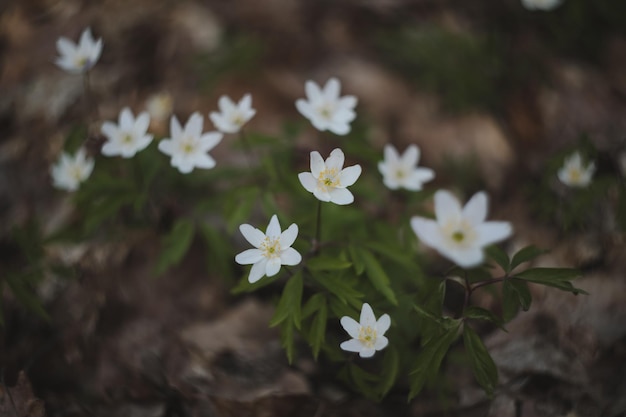 Hermoso fondo de primavera con flores de anémonas blancas en el bosque de primavera primavera