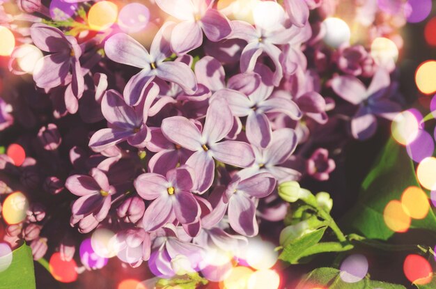 Hermoso fondo de primavera con lilas Flores de lilas moradas