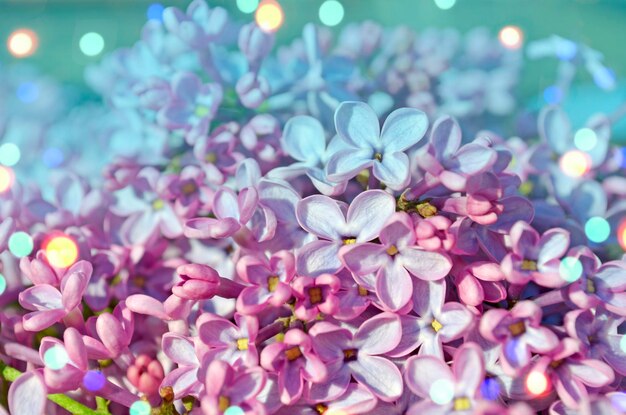 Hermoso fondo de primavera con lilas Flores de lilas moradas