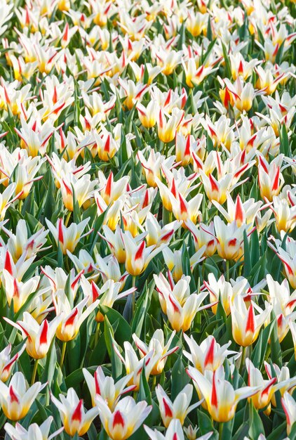 Hermoso fondo de primavera de naturaleza de primer plano de tulipanes blanco-rojo-amarillo.