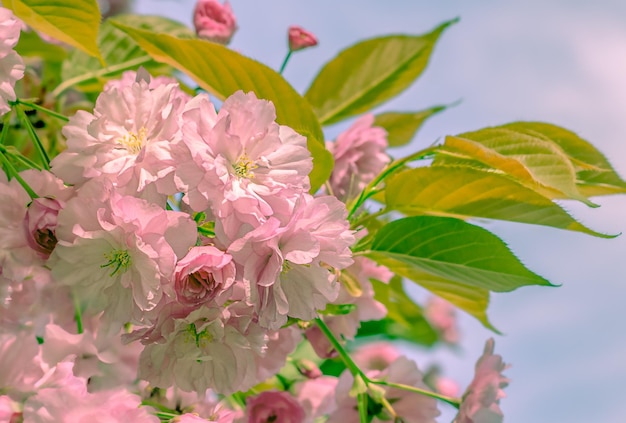 Hermoso fondo de primavera suave Flores rosas en un primer plano de rama de árbol de sakura con enfoque selectivo suave Imagen artística expresiva de la primavera