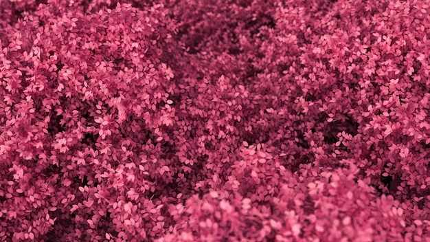 Hermoso fondo rosa con hojas, temporada del año. Representación 3d