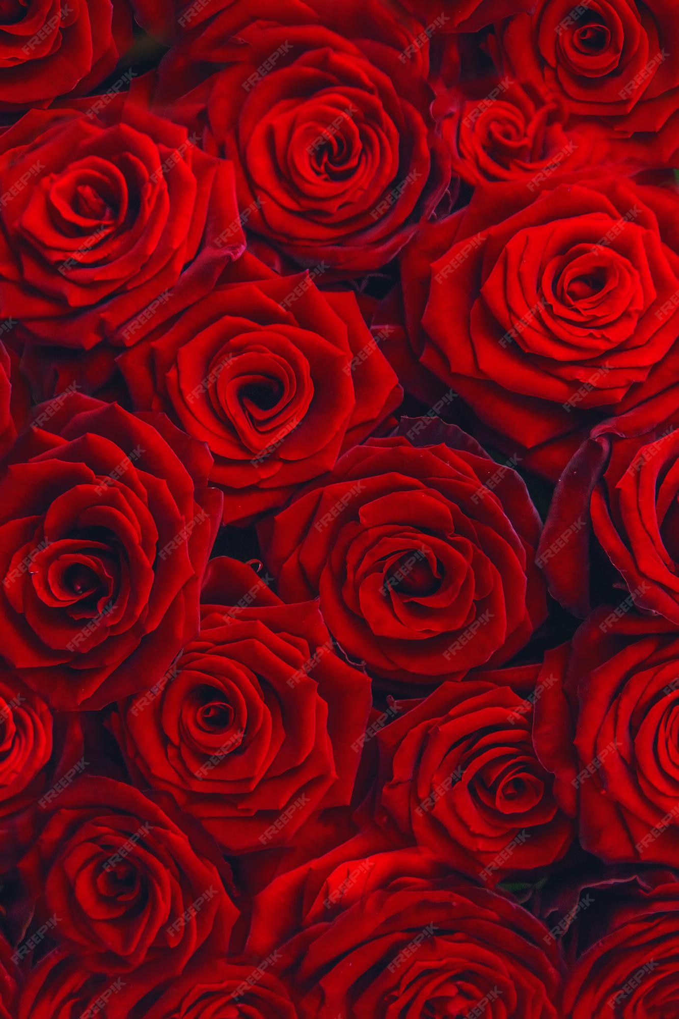 El top imagen 100 fondo rosas rojas