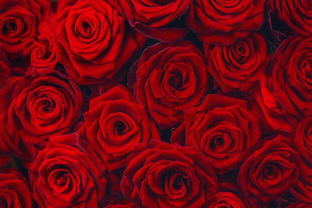 Hermoso fondo con rosas rojas. Enfoque selectivo.